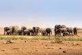 Herd of African Elephants Raising Dust in Savannah, Kruger Park, South Africa Royalty Free Stock Photo