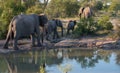 Herd of African elephants reflected in the water at a waterhole at the Sabi Sands Game Reserve, South Africa. Royalty Free Stock Photo