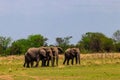 Herd of african elephants in savanna in Serengeti National park in Tanzania Royalty Free Stock Photo