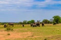 Herd of african elephants in savanna in Serengeti National park in Tanzania Royalty Free Stock Photo