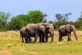 Herd of african elephants in savanna in Serengeti National park in Tanzania Royalty Free Stock Photo