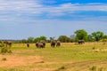 Herd of african elephants in savanna in Serengeti National park in Tanzania Royalty Free Stock Photo