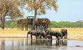 Herd of African Elephants standing next to an elevated tree house and a waterhole in Hewange National Park, Zimbabwe