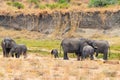 Herd of african elephants in Tarangire National Park, Tanzania Royalty Free Stock Photo