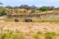 Herd of african elephants in Tarangire National Park, Tanzania Royalty Free Stock Photo