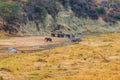 Herd of african elephants at the Tarangire river in Tarangire National Park, Tanzania Royalty Free Stock Photo