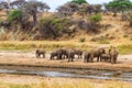 Herd of african elephants at the Tarangire river in Tarangire National Park, Tanzania Royalty Free Stock Photo