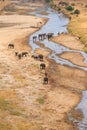 Herd of african elephants at the Tarangire river in Tarangire National Park, Tanzania Royalty Free Stock Photo