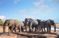 African elephants visiting camp to relax and take a drink in the mid-day sun, with a pale blue clear sky, Nehimba,