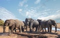 Herd of elephants standing infant of a waterhole with a nice blue cloudy sky, Hwangwe NATRIONAL pARK