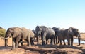 Large group of elephants congregate at a waterhole in Hwange National Park, Zimbabwe