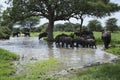 Herd of African elephants wading into river water in the Tarangire area of Tanzania, Africa Royalty Free Stock Photo