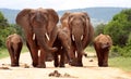Herd of African elephants Royalty Free Stock Photo