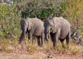 Herd of African elephants walking through the lush grasslands of Chobe National Park in Botswana