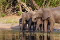 Herd of African elephants walking through the lush grasslands of Chobe National Park in Botswana