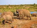 Herd of African elephants walking on the savannah grass. Royalty Free Stock Photo