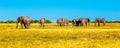 Herd of african elephants at waterhole. Chobe National Park, Okavango Region, Botswana, Africa. Panorama image Royalty Free Stock Photo