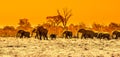 Herd of african elephants at waterhole. Chobe National Park, Okavango Region, Botswana, Africa. Panoramic image Royalty Free Stock Photo