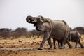 Herd of African elephants at waterhole Etosha, Namibia Royalty Free Stock Photo