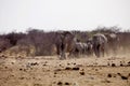 Herd of African elephants at waterhole Etosha, Namibia Royalty Free Stock Photo