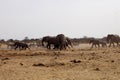 Herd of African elephants at waterhole Etosha, Namibia Royalty Free Stock Photo