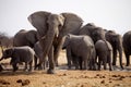 Herd of African elephants at waterhole Etosha, Namibia Royalty Free Stock Photo