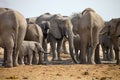 Herd of African elephants at waterhole Etosha, Namibia Royalty Free Stock Photo