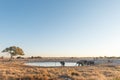 Herd of African Elephants at a waterhole at sunset Royalty Free Stock Photo