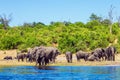 Herd of African elephants