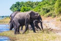 Herd of African elephants