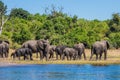 The herd of African elephants at watering