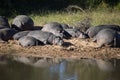 Herd of African hippopotamus resting on the shore of a lake in the African savannah Royalty Free Stock Photo