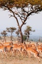 Herd of African Impala in grass meadow of Serengeti Savanna - African Tanzania Safari trip Royalty Free Stock Photo