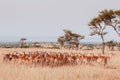 Herd of African Impala in grass meadow of Serengeti Savanna - African Tanzania Safari trip Royalty Free Stock Photo