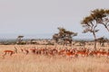 Herd of African Impala in grass meadow of Serengeti Savanna - African Tanzania Safari trip