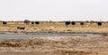 Herd of African Ostrich coming down to drink on the veld with Vultures