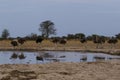 Herd of African Ostrich coming down to drink on the veld with Vultures