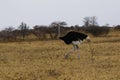 Herd of African Ostrich coming down to drink on the veld with Vultures