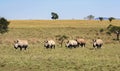Herd of African rhinos runs through the tall grass of the savannah expanses