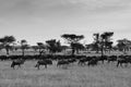 Herd of African wildebeest in grass meadow of Serengeti Savanna - African Tanzania Safari trip. Black and white Royalty Free Stock Photo