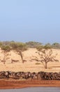 Herd of African wildebeest in grass meadow near river of Serengeti Savanna - African Tanzania Safari trip Royalty Free Stock Photo