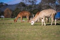 herd of alpaca, alpacas grazing in a field. white llama in a meadow in australia