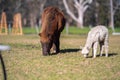 herd of alpaca, alpacas grazing in a field. white llama in a meadow in australia