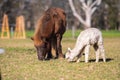 herd of alpaca, alpacas grazing in a field. white llama in a meadow in australia