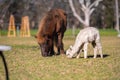 herd of alpaca, alpacas grazing in a field. white llama in a meadow in australia