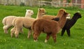 A herd of alpaca