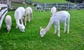 Herd of Alpaca Llamas grazing grass