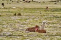 Herd of Alpaca lying in the gras of the highlands in andes in Chile