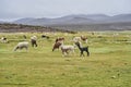 Herd of Alpaca lying in the gras of the highlands in andes in Chile