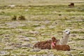 Herd of Alpaca lying in the gras of the highlands in andes in Chile